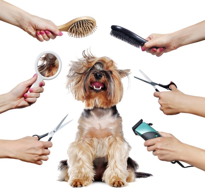 Grooming dog pet groomer much requires effort less money make sitting